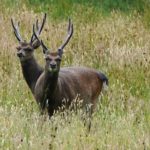 Significant increase in the number of Irish deer hunters