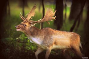 Fallow deals deer facts