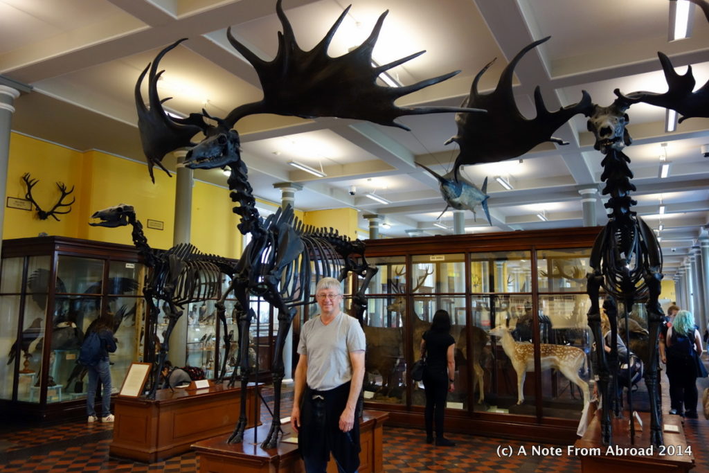 The Giant Irish Deer Irish Deer Commission