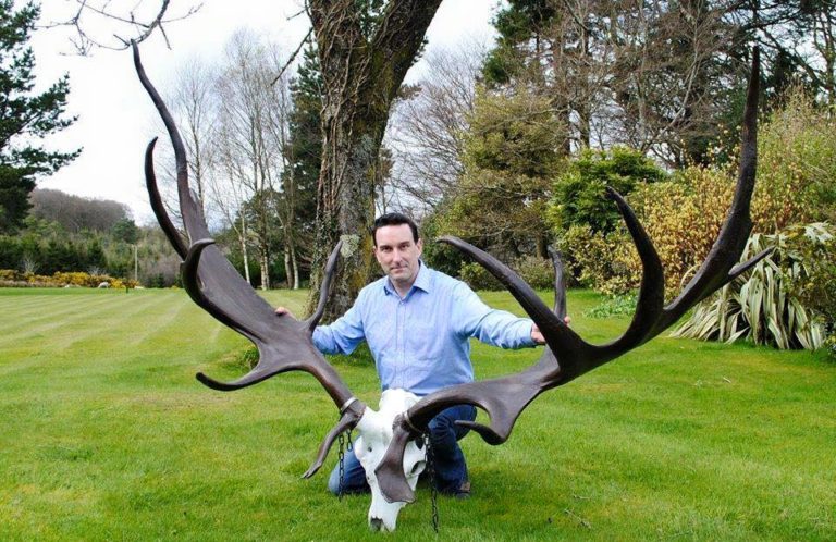 irish elk horns