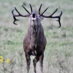Have your say and complete our Irish Deer Commission Online Survey!