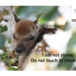 General-public asked not to touch or move new born wild deer