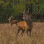Red Deer Rut Watch Event, Killarney National Park