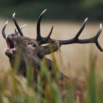 Irish Deer Management Strategy Sub-Group Recommendations – Read here