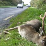 Online Humane Deer Dispatch Course – Register Now