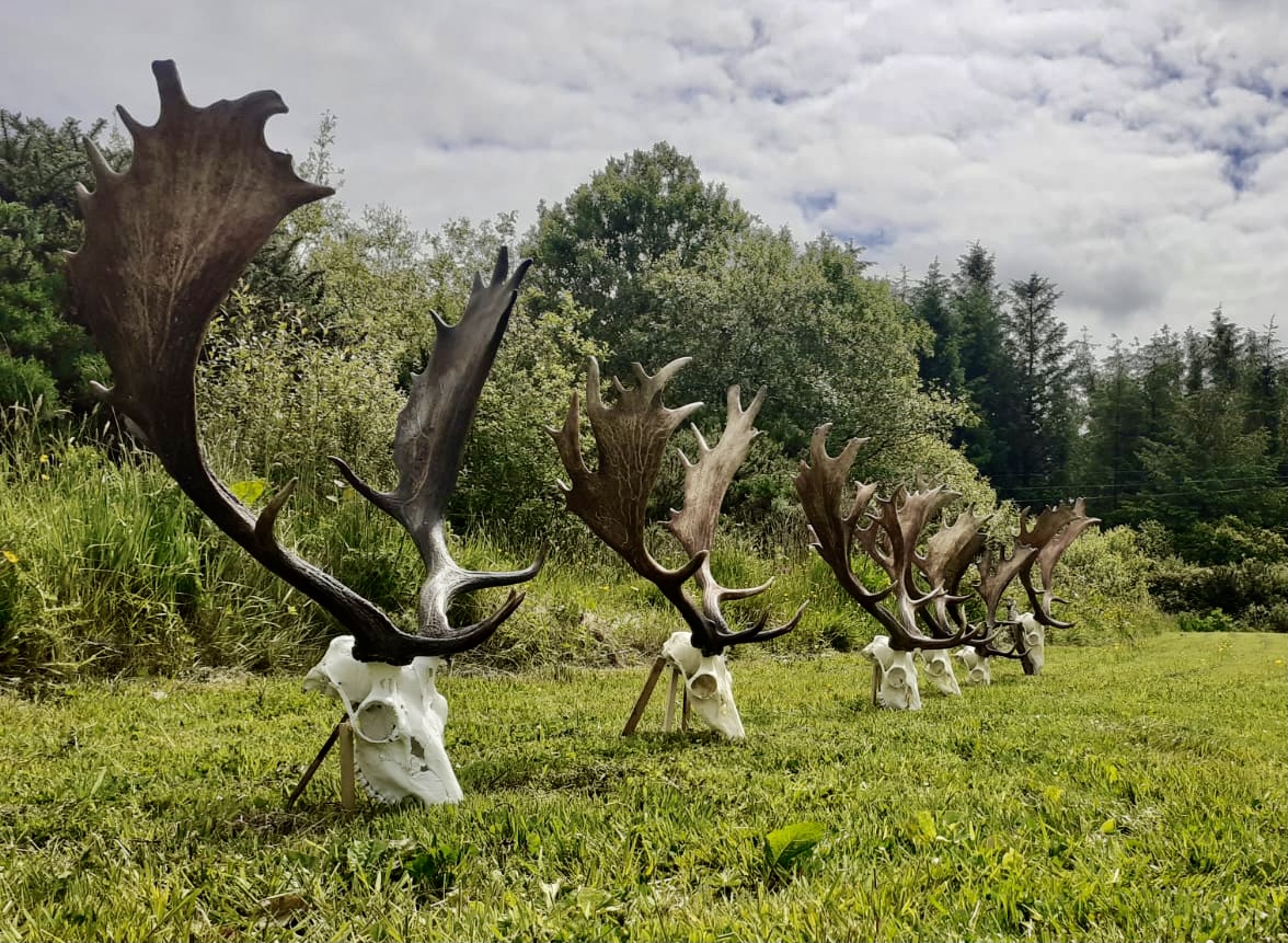 Application Forms For The 2022 2023 Open Deer Season Irish Deer 