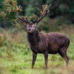 New Deer Hunting Licence Online Portal for the 2024/25 Open Season