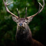 Guidance on changes to the Open Deer Seasons
