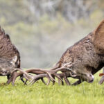 Red Deer Rut Watch Event, Killarney National Park, Sunday October 12th, 2025