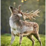 Urgent Call to Action for Ireland’s Deer Stalkers