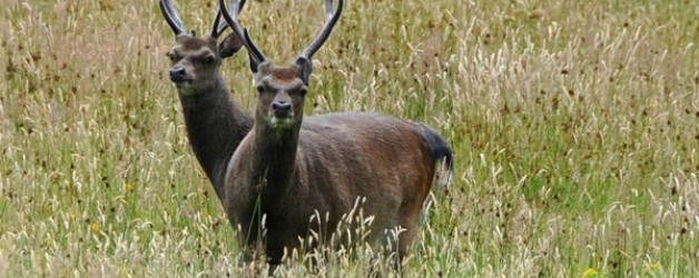 Significant increase in the number of Irish deer hunters