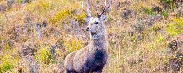 Best practice guides launched to support landowners and deer managers