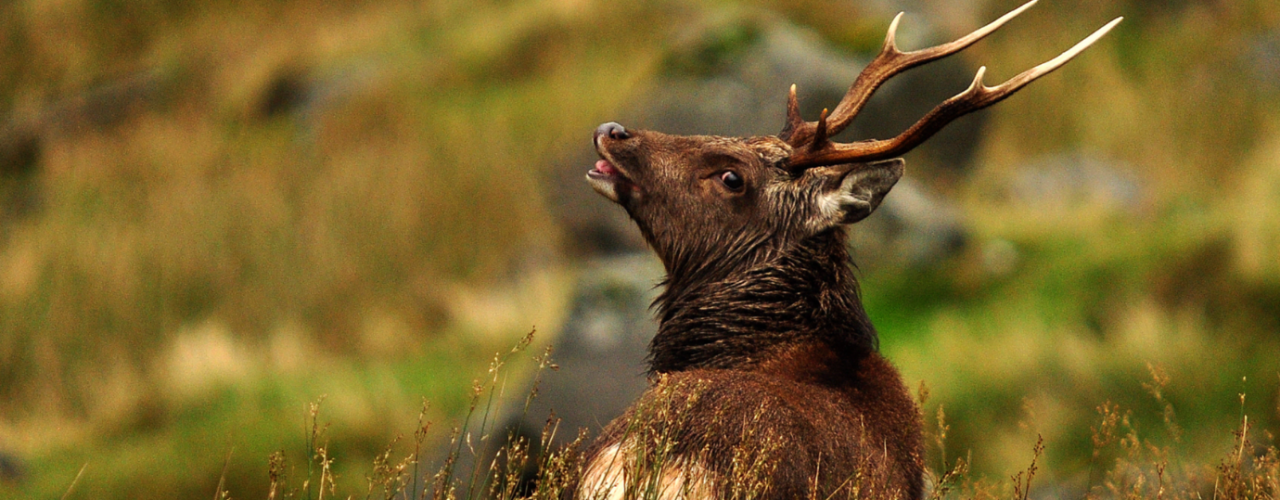 applications-for-membership-of-the-irish-deer-commission-now-open