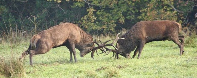 Statement on the Killarney National Park Deer Cull