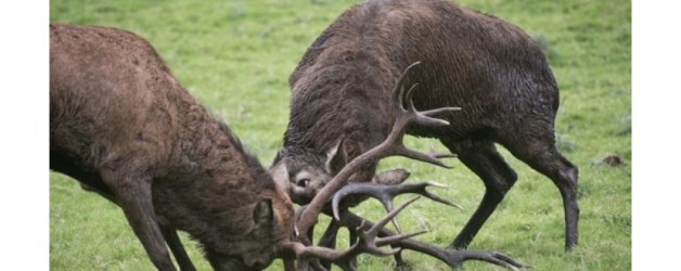 Irish Deer Commission Newsletter – Fia na hÉireann