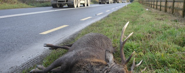 Motorists urged to be vigilant during deer breeding season