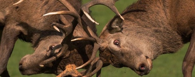 Deer Hunting Licence Review Survey – Irish Deer Commission