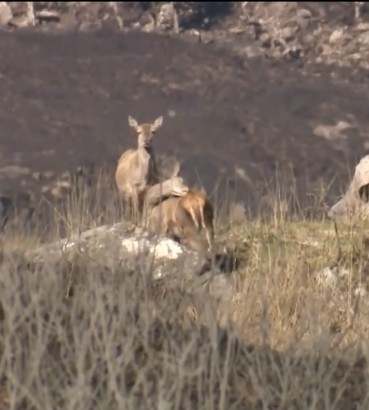 Devastating Killarney National Park Fire and the Consequences for Wild Deer | Irish Deer Commission Devastating Killarney National Park Fire and the Consequences for Wild Deer | Irish Deer Commission