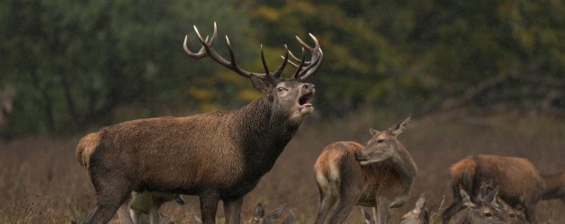 Read our Press Release – Motorists urged to be vigilant during deer breeding season