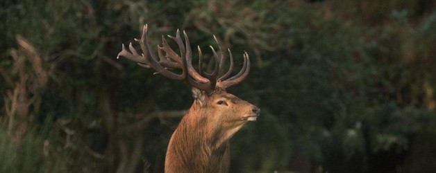 Red Deer Rut Watch Event, Killarney National Park, Sunday October 15th