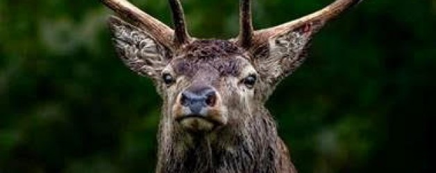 Guidance on changes to the Open Deer Seasons