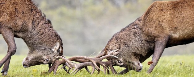 Red Deer Rut Watch Event, Killarney National Park, Sunday October 12th, 2025