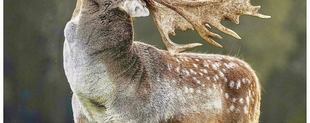 Urgent Call to Action for Ireland’s Deer Stalkers